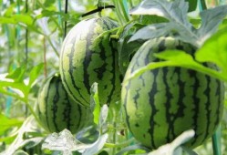 吃瓜群众免费吃瓜全部视频,回顾吃瓜群众全部视频精华