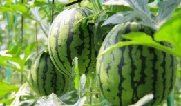 吃瓜群众免费吃瓜全部视频,回顾吃瓜群众全部视频精华