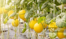 唐园吃瓜视频,揭秘娱乐圈幕后故事