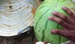 印度老人吃红瓜视频大全,探寻传统风味与生活智慧