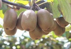 哈密瓜怎么样吃才甜视频,视频教你如何挑选与食用