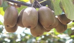 哈密瓜怎么样吃才甜视频,视频教你如何挑选与食用