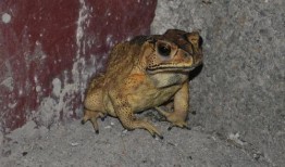 口水蛙吃瓜视频在线观看,揭秘娱乐圈幕后故事