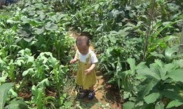 萌娃到菜园吃瓜视频,欢乐时光萌动人心