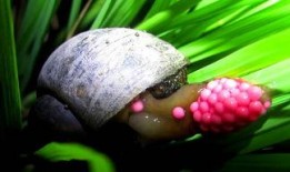 大瓜吃福寿螺视频,揭秘视频中的惊人真相