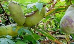 八月瓜怎么抄着吃视频教程