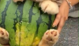 主人教狗吃瓜视频下载,狗狗吃瓜视频下载，萌态十足！