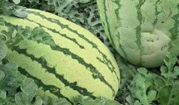 佛瓜怎么吃才最好吃呢视频,解锁最佳食用秘诀