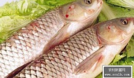 草鱼可以吃土瓜吗视频教程,揭秘土瓜的神奇喂食技巧