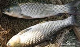 草鱼可以吃土瓜吗视频教程,揭秘土瓜的神奇喂食技巧