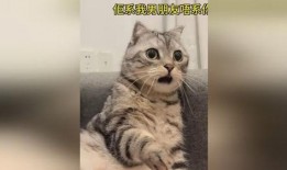 猫咪吃瓜惊呆的视频,萌态十足惊呆网友