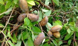 八月瓜怎么抄着吃视频教程