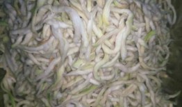 吃瓜丝的视频,一场视觉盛宴