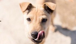 偷瓜狗吃土狗视频大全播放,视频大全播放量飙升