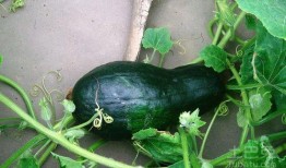 牛爷爷吃哈密瓜视频大全,温馨视频大盘点