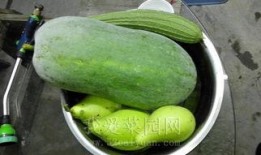 唐园吃瓜视频,揭秘娱乐圈幕后故事