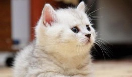 猫猫吃瓜吃到果肉视频大全