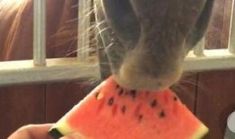 拍的真实吃瓜视频