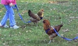 吃鸡瓜养人吗能吃吗视频,揭秘其营养价值与食用安全