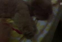 小黄峰吃瓜视频,揭秘娱乐圈幕后故事