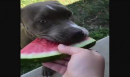 那些狗吃瓜的视频