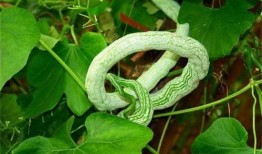 吃货主播吃蛇瓜视频,吃货主播挑战蛇瓜美味大揭秘