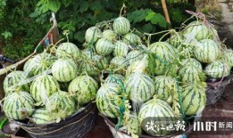 滨州吃瓜网红是谁啊视频,揭秘网红背后的故事