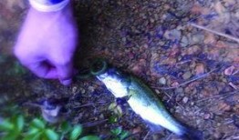 路亚吃瓜视频,揭秘网红美食背后的故事