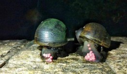 大瓜吃福寿螺视频,揭秘视频中的惊人真相