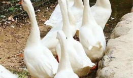 吃瓜鹅的技巧视频,轻松掌握吃瓜技巧，轻松成为“瓜界达人”