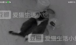 猫咪吃瓜惊呆的视频,萌态十足惊呆网友