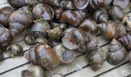 大瓜吃福寿螺视频,揭秘视频中的惊人真相