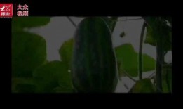 吃瓜视频致富吗,揭秘网络红人财富之路